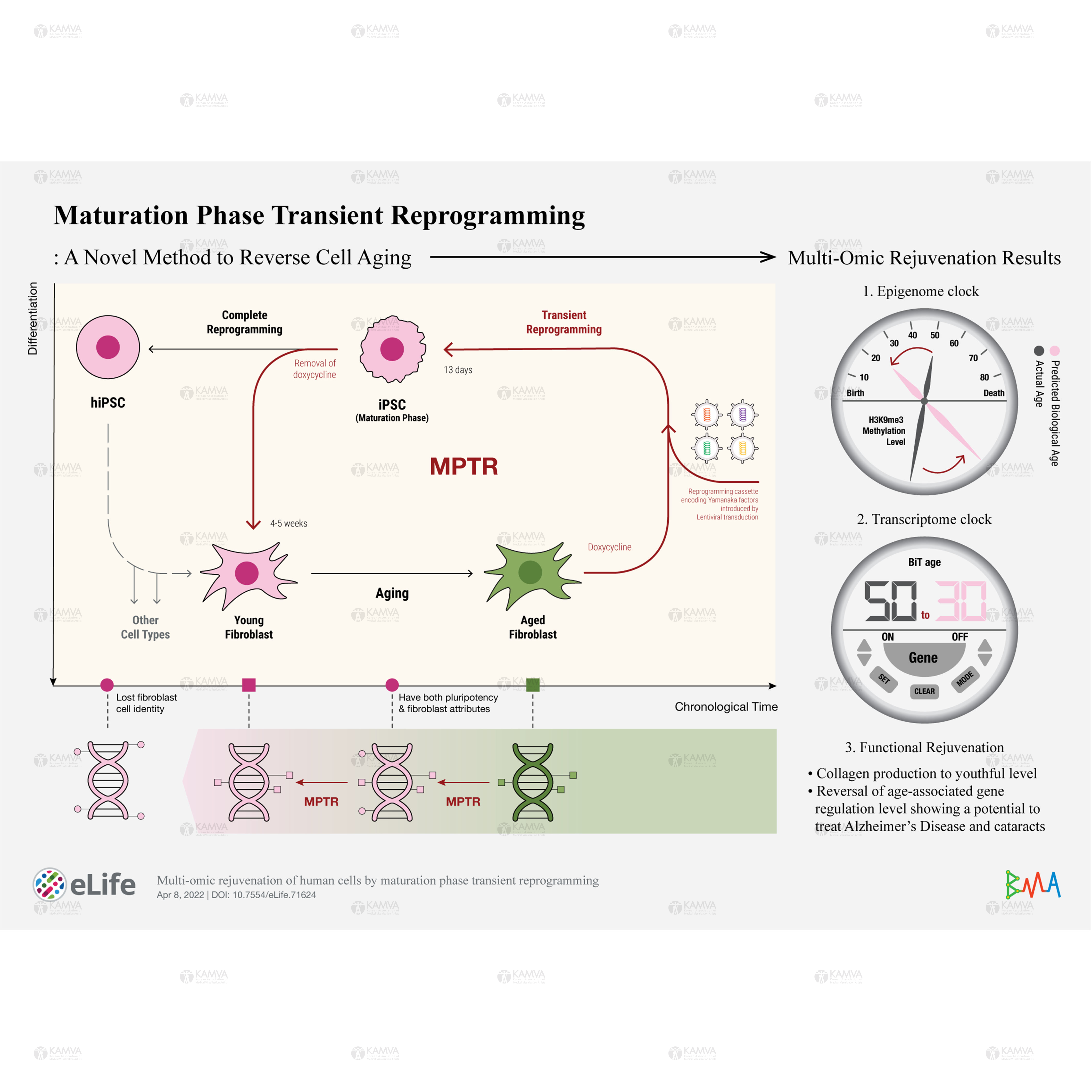 KAMVA_VisualAbstract_김지아.jpg